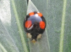 201020 Ladybirds 107